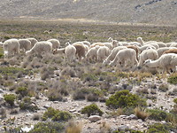 Alpacas onderweg