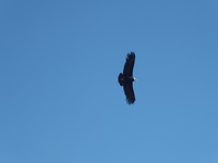 De condor