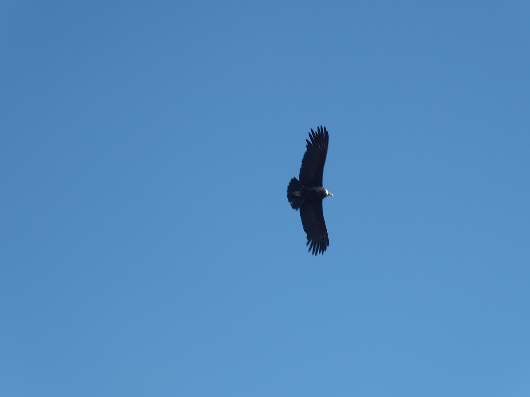 De condor