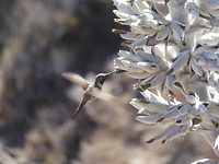 Birds...mooie kolibri