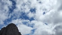 Condor gespot