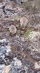 Pika's