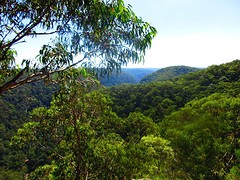 blue mountain