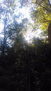 zie de zon schijnt door de bomen