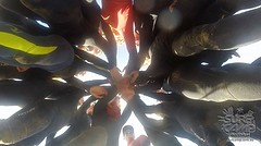 go sexy balouga whales