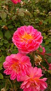 rozen tuin in the bohemian gardens