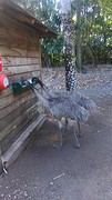 dinosaur birds