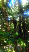 Hope's cycads