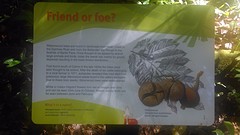 informatie over Ribbonwood tree (Idiot fruit)