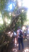 Strangle tree (wurg boom) buitenkant