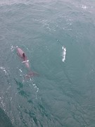 dolphin up close