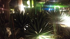 cactustuin
