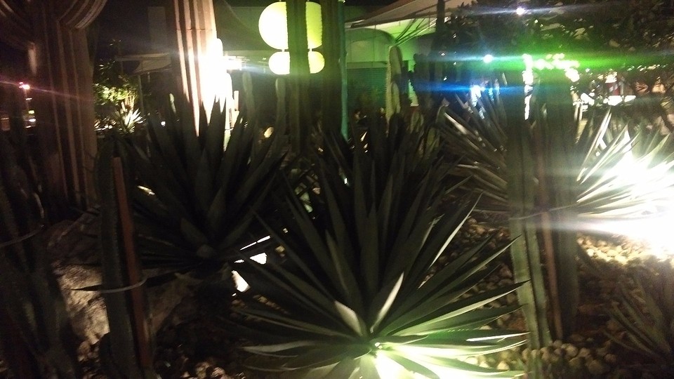 cactustuin