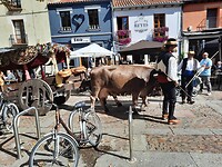Levende ossen door de stad