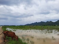 Waterbuffels