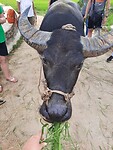 Buffel voeren