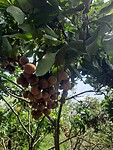 Soort van lychee