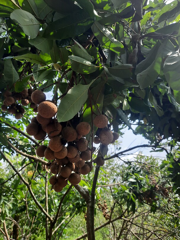 Soort van lychee