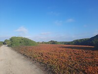 Invasieve planten