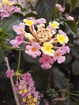 Bloemetjes