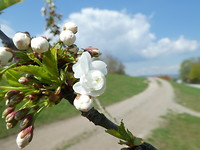 Bloesem