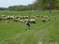 Tussen de schapen.