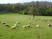 Schapen!