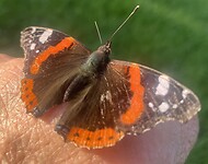 Mooie vlinder