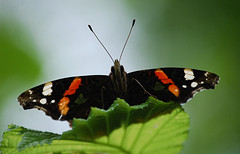 Onder de vlinderboom