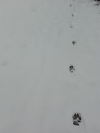 footsteps in the snow