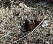 boeddha is compost