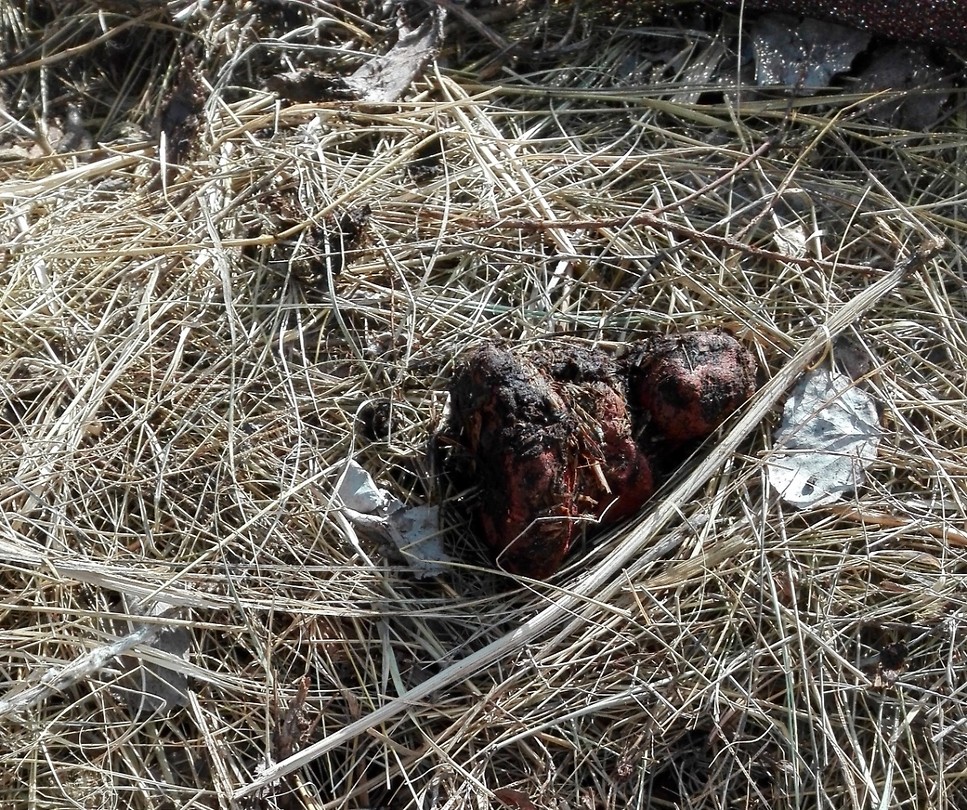 boeddha is compost