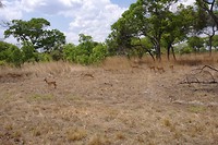 Impala's in actie