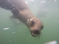 Zeehond