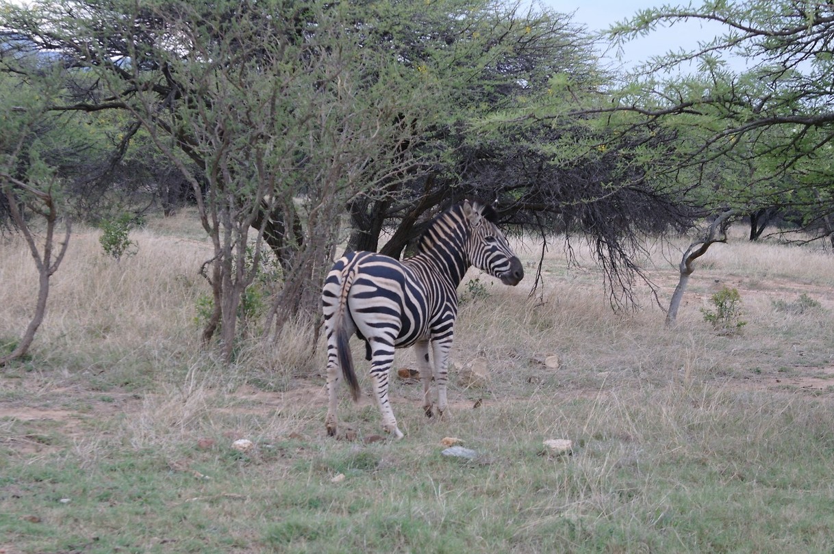 Zebra