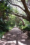 Kirstenbosch national botanical garden