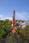 Tablemountain