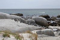 Boulders beach