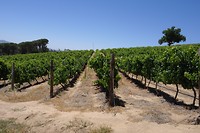 Vineyard