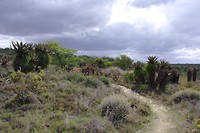 Bontebok national park