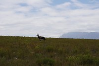 Bontebok