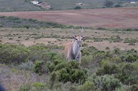 Eland