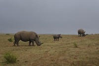 Neushoorns
