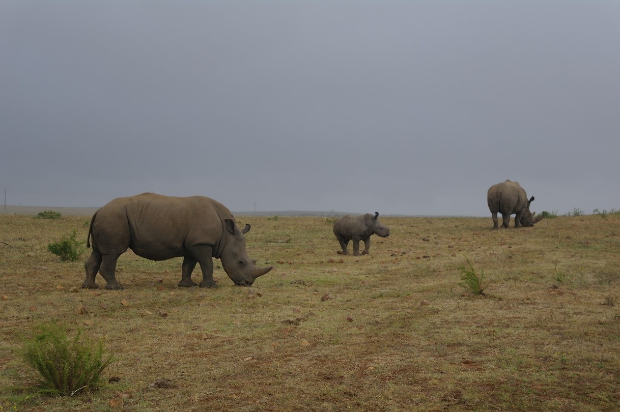 Neushoorns