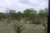 Luipaard