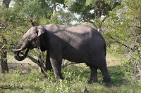 Olifant