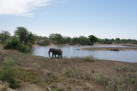 Olifant