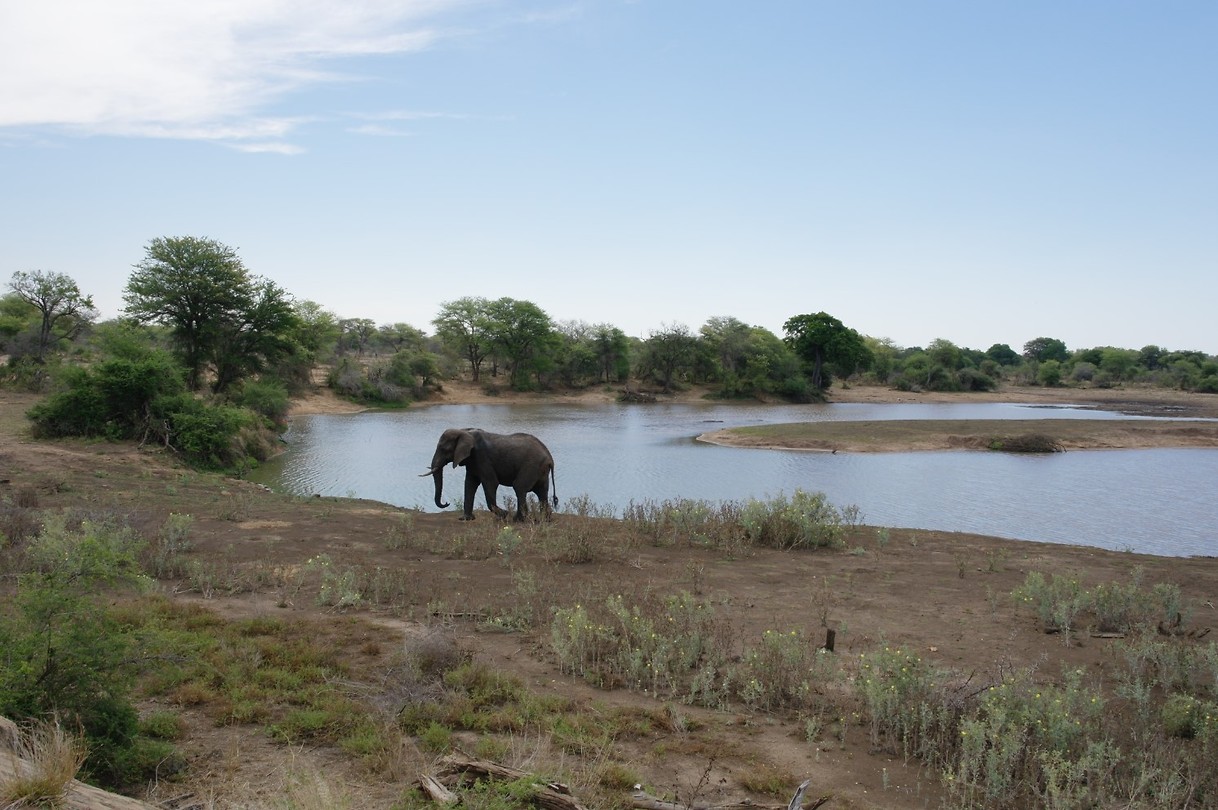 Olifant