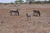Kleine zebra