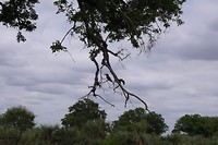 Vogeltje